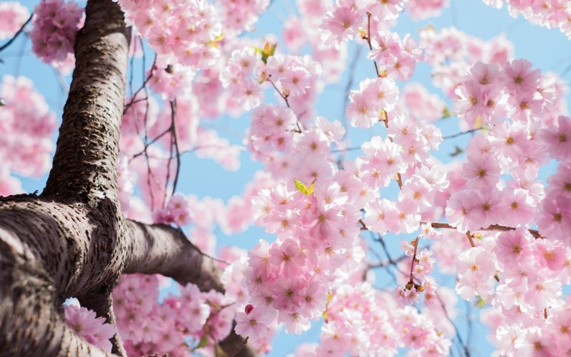 Door County cherry blossom photography guide